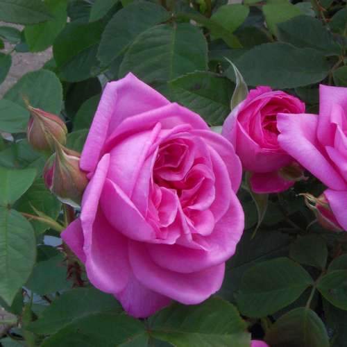  Rosa Gertrude Jekyll