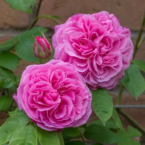  Rosa Gertrude Jekyll