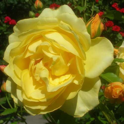  Rosa Ausmas (Graham Thomas) - David Austin Shrub Rose