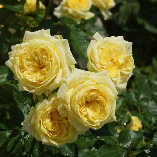  Rosa Ausmas (Graham Thomas) - David Austin Shrub Rose