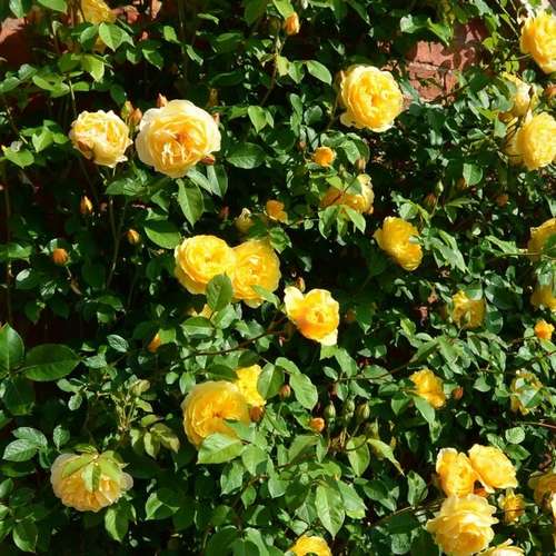  Rosa Ausmas (Graham Thomas) - David Austin Shrub Rose