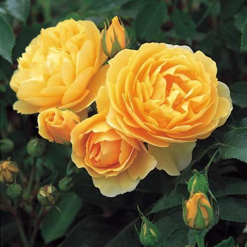  Rosa Ausmas (Graham Thomas) - David Austin Shrub Rose