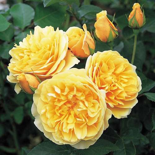  Rosa Ausmas (Graham Thomas) - David Austin Shrub Rose