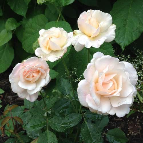  Rosa Gruss An Achen - Old Shrub Rose