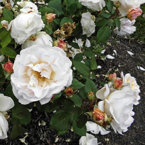  Rosa Gruss An Achen - Old Shrub Rose