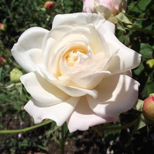  Rosa Gruss An Achen - Old Shrub Rose