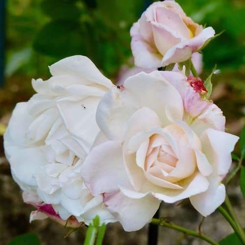  Rosa Gruss An Achen - Old Shrub Rose
