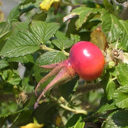  Rosa Hansa - Rugosa Rose