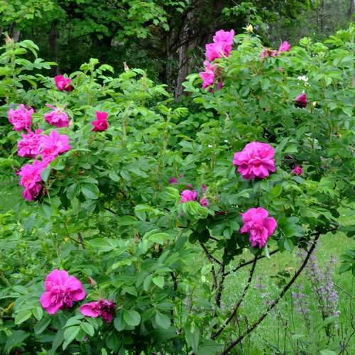  Rosa Hansa - Rugosa Rose