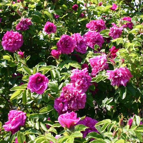  Rosa Hansa - Rugosa Rose