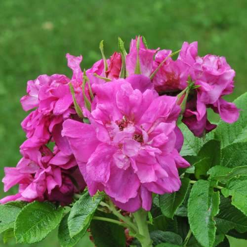  Rosa Hansa - Rugosa Rose