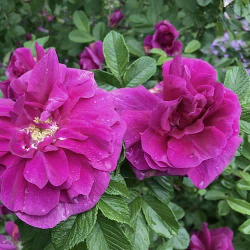  Rosa Hansa - Rugosa Rose