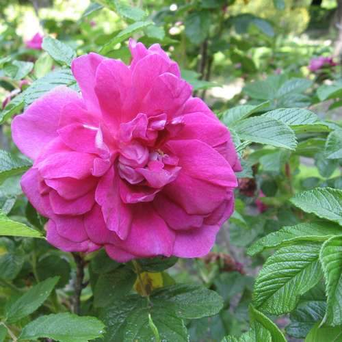  Rosa Hansa - Rugosa Rose