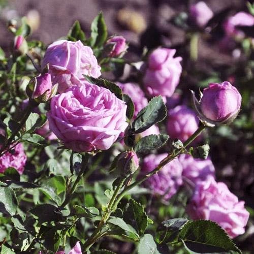  Rosa Hermosa - Old Shrub Rose