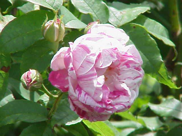  Rosa Honorine De Brabant - Old Shrub Rose