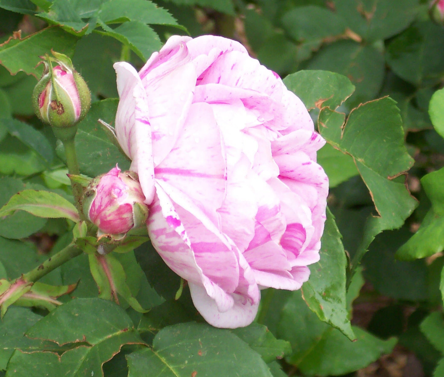  Rosa Honorine De Brabant - Old Shrub Rose