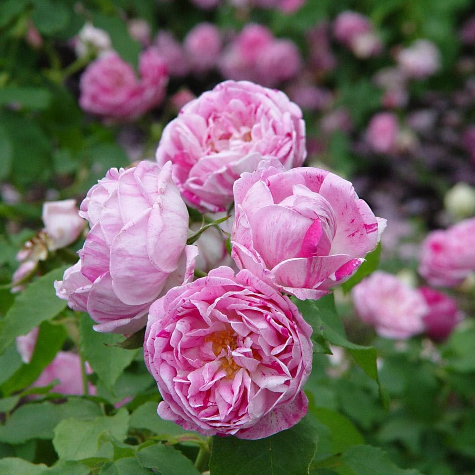  Rosa Honorine De Brabant - Old Shrub Rose