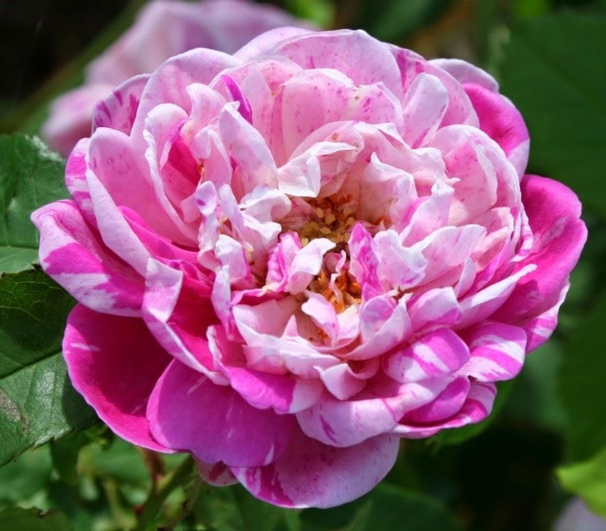  Rosa Honorine De Brabant - Old Shrub Rose