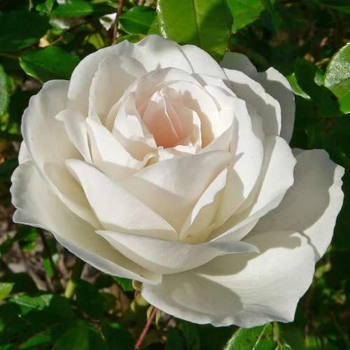  Rosa Iceberg - Climbing Rose