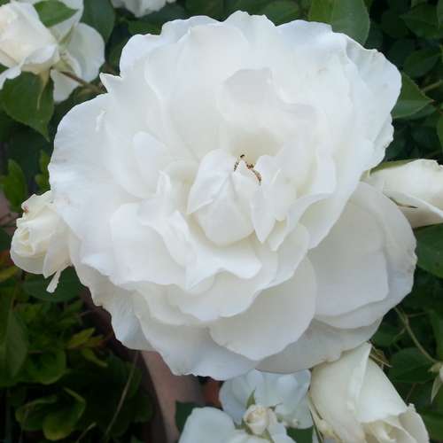  Rosa Iceberg - Climbing Rose