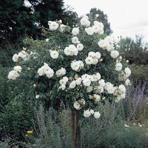  Rosa Iceberg - Climbing Rose