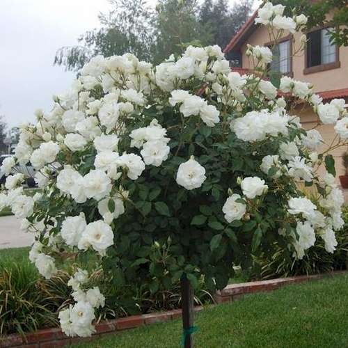  Rosa Iceberg - Climbing Rose