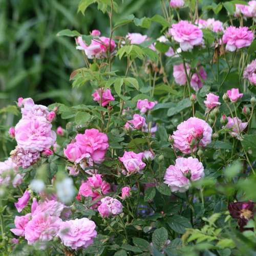  Rosa Ispahan - Old Shrub Rose