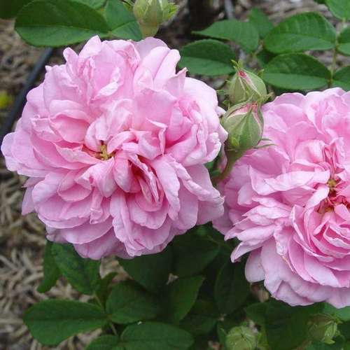  Rosa Ispahan - Old Shrub Rose