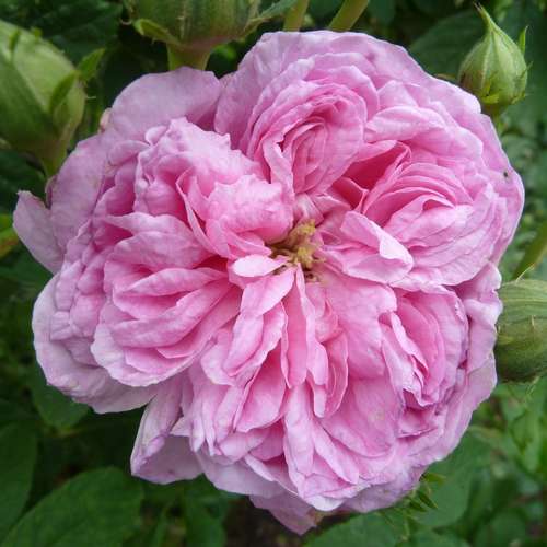 Rosa Ispahan - Old Shrub Rose