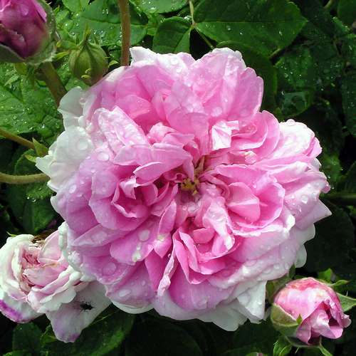  Rosa Ispahan - Old Shrub Rose