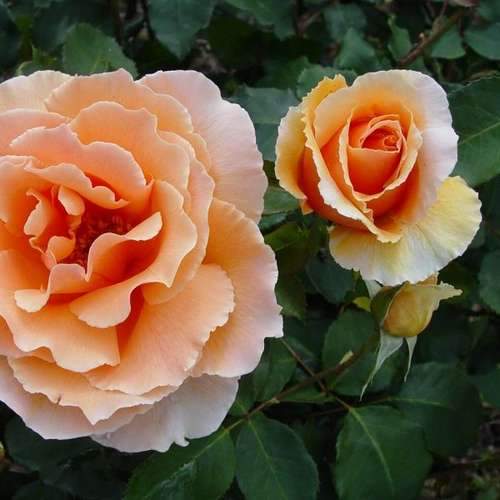  Rosa Just Joey - Hybrid Tea Shrub Rose