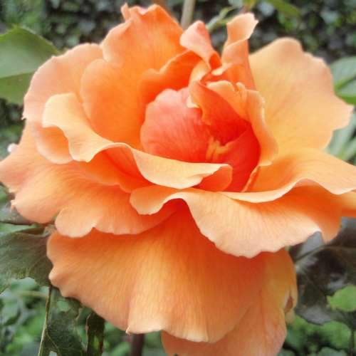  Rosa Just Joey - Hybrid Tea Shrub Rose
