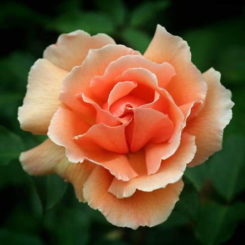  Rosa Just Joey - Hybrid Tea Shrub Rose