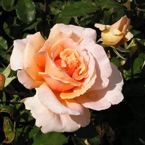  Rosa Just Joey - Hybrid Tea Shrub Rose