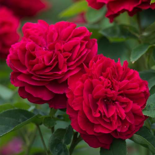  Rosa Auscrim (L.D. Braithwaite) - David Austin Shrub Rose