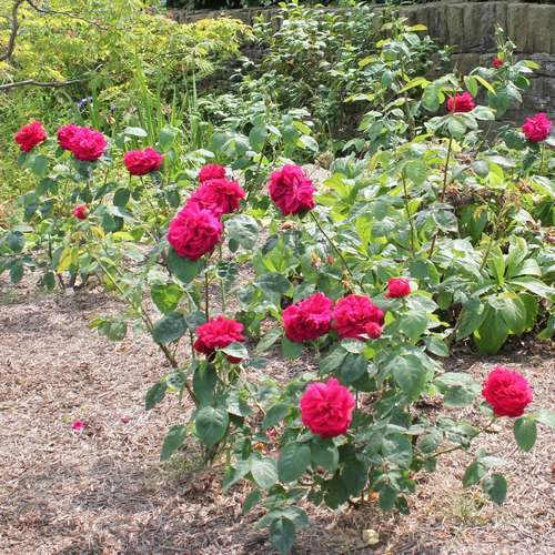  Rosa Auscrim (L.D. Braithwaite) - David Austin Shrub Rose