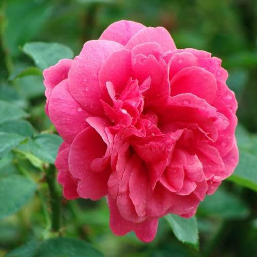  Rosa Auscrim (L.D. Braithwaite) - David Austin Shrub Rose