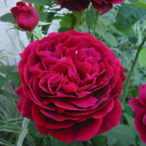  Rosa Auscrim (L.D. Braithwaite) - David Austin Shrub Rose