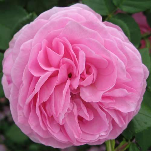  Rosa Louise Odier - Old Shrub Rose