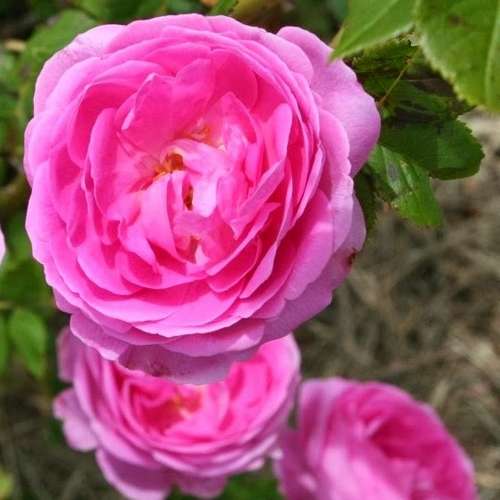  Rosa Louise Odier - Old Shrub Rose