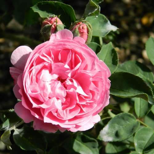 Rosa Louise Odier - Old Shrub Rose