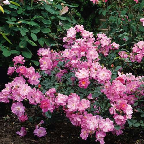  Rosa Magic Carpet - Groundcover Rose