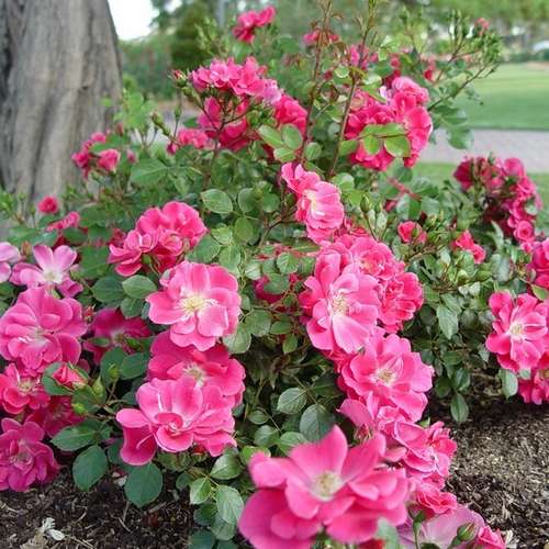  Rosa Magic Carpet - Groundcover Rose