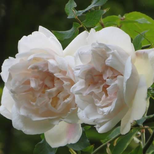  Rosa Mme Alfred Carriere - Climbing Rose