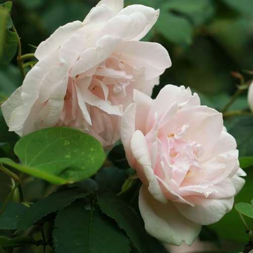  Rosa Mme Alfred Carriere - Climbing Rose