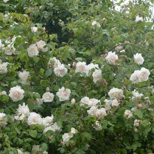  Rosa Mme Alfred Carriere - Climbing Rose
