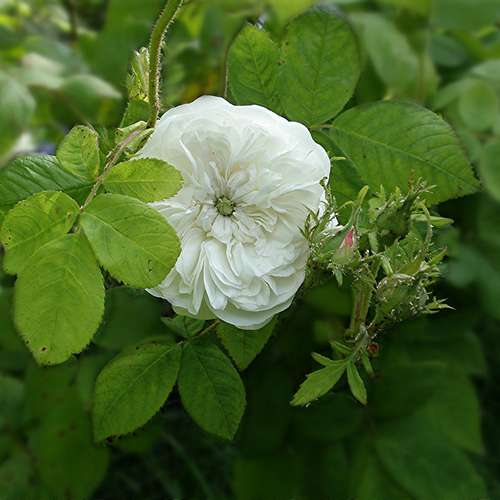  Rosa Madame Hardy - Old Shrub Rose