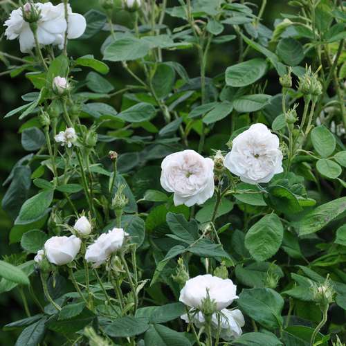  Rosa Madame Hardy - Old Shrub Rose