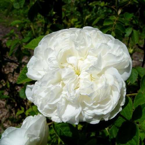  Rosa Madame Hardy - Old Shrub Rose