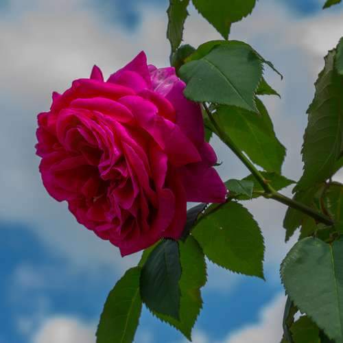  Rosa Mme Isaac Pereire - Old Shrub/Climbing Rose